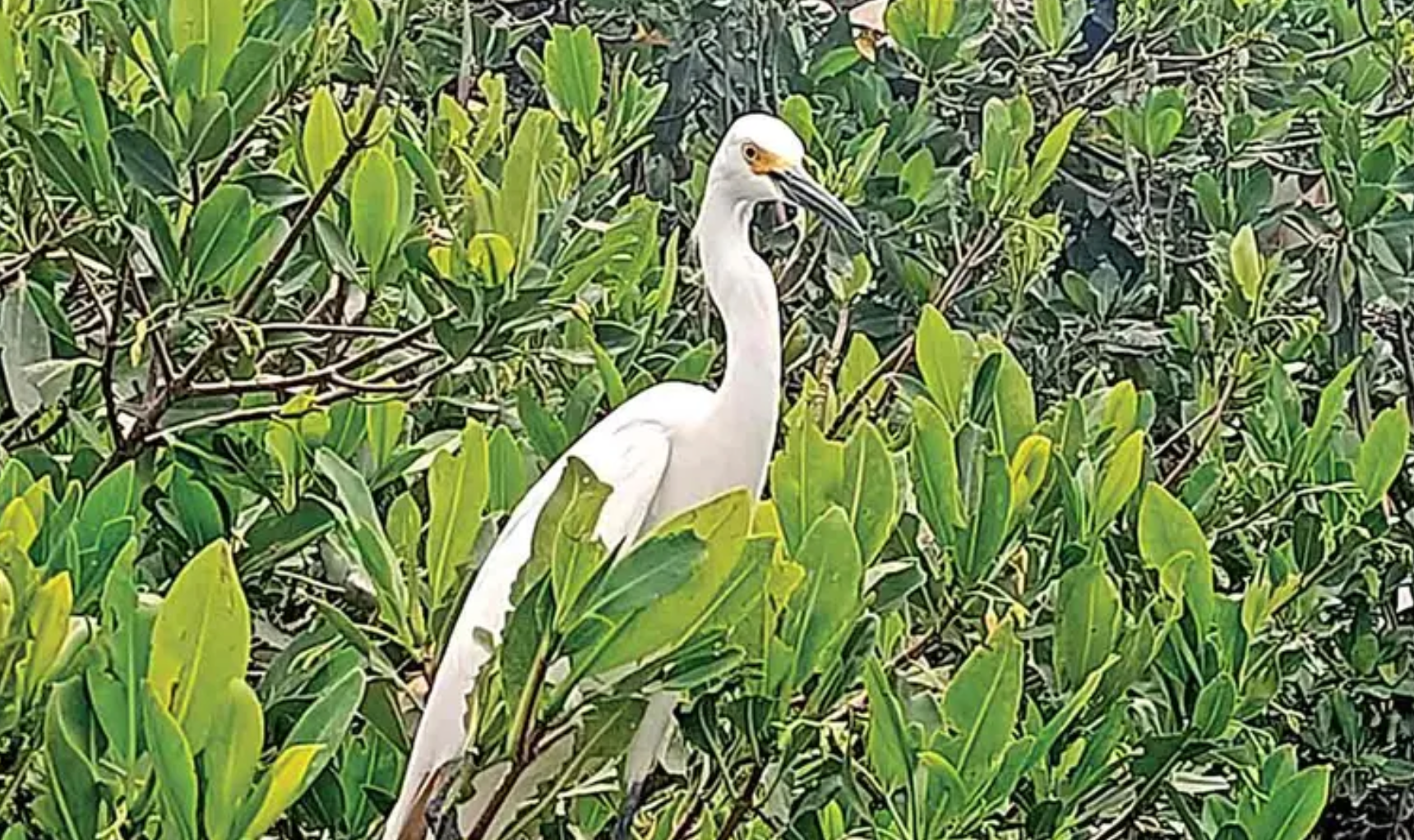 Pescadores de Veracruz hacen de turismo sustentable 